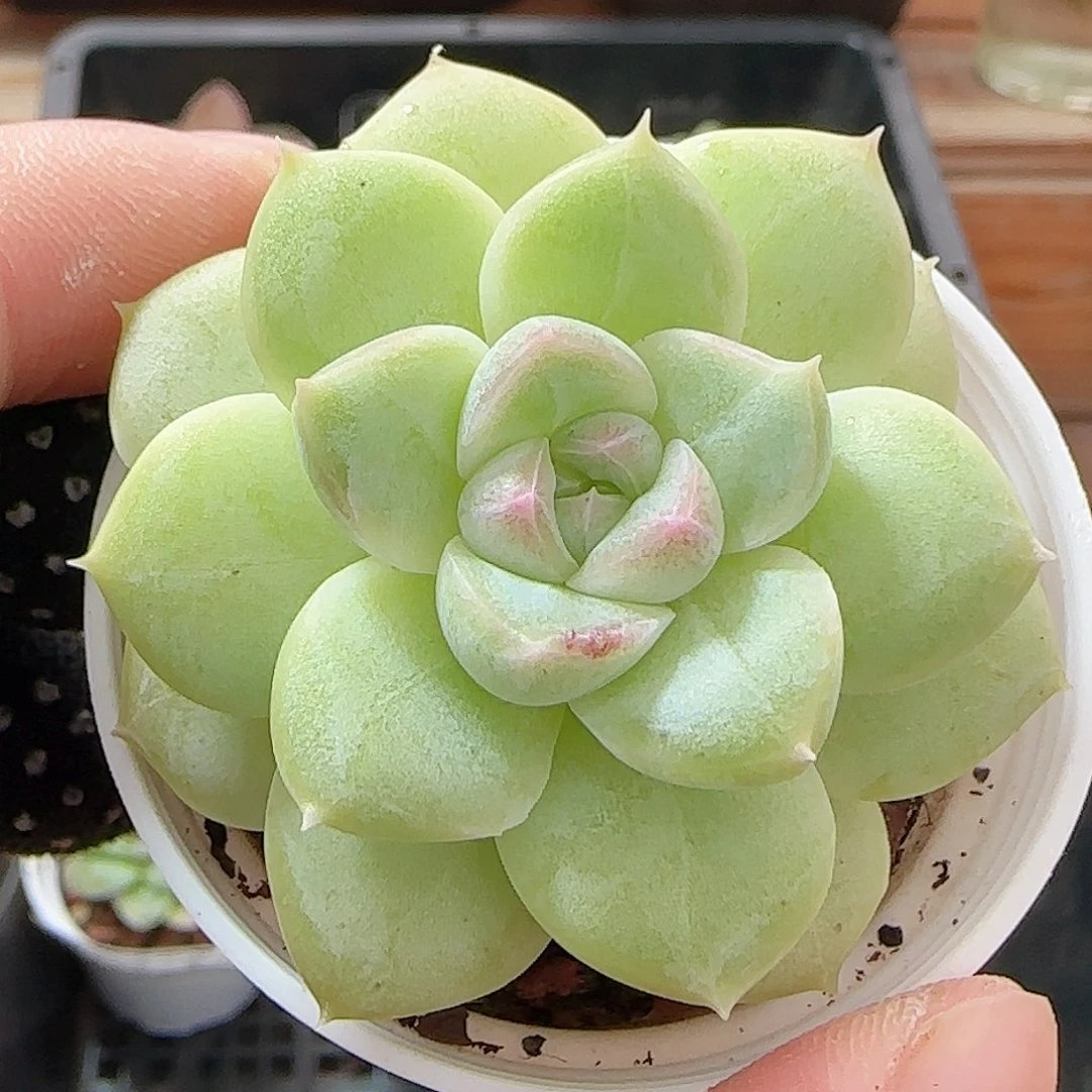 多肉0927--48白桃汽水