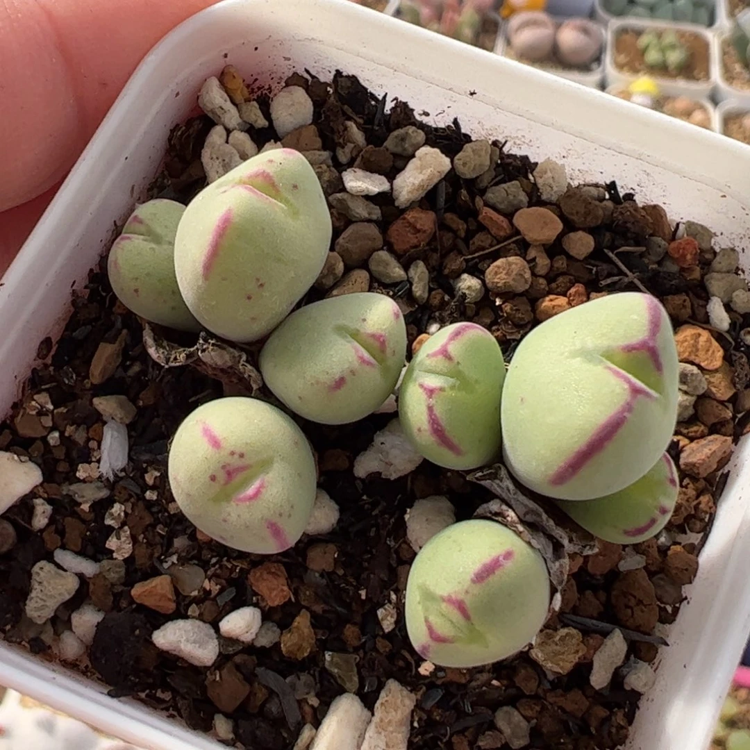 163多肉植物组合