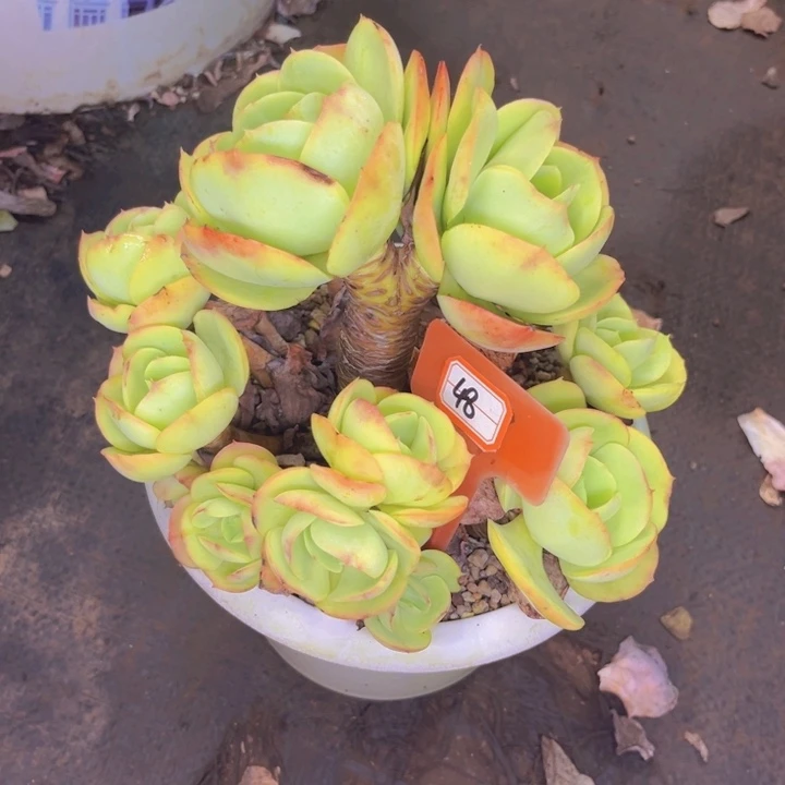羊***意48号鸡蛋碧桃多肉植物