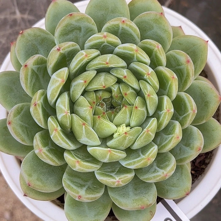 雪花珍妮1905多肉植物
