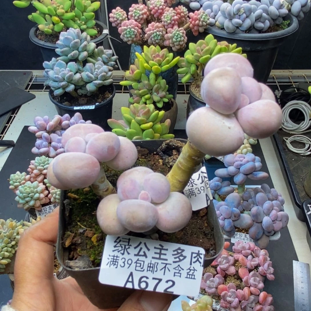 672芭比奶多肉7c m