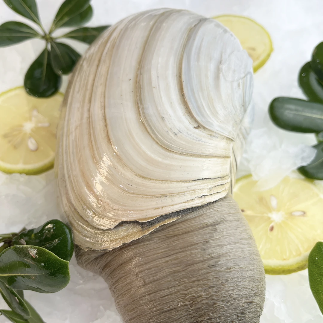 鲜活水蚌（约1000g/只）