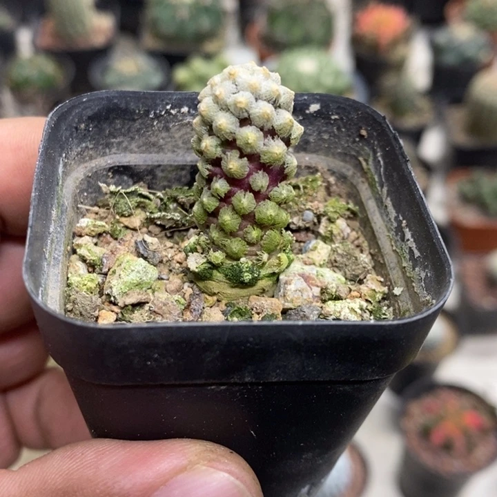 戴斯特价福利包邮