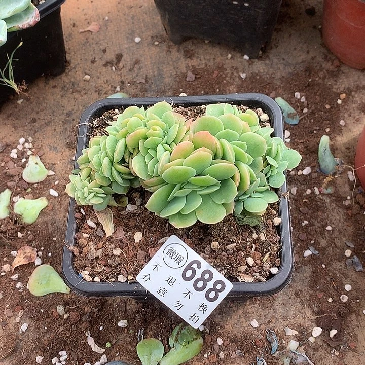 星娜塔朵朵 多肉植物9.28号发