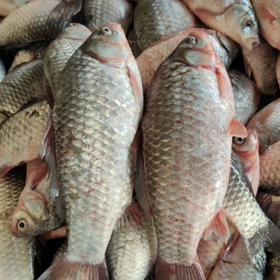 超大号野生鲫鱼到手3 斤