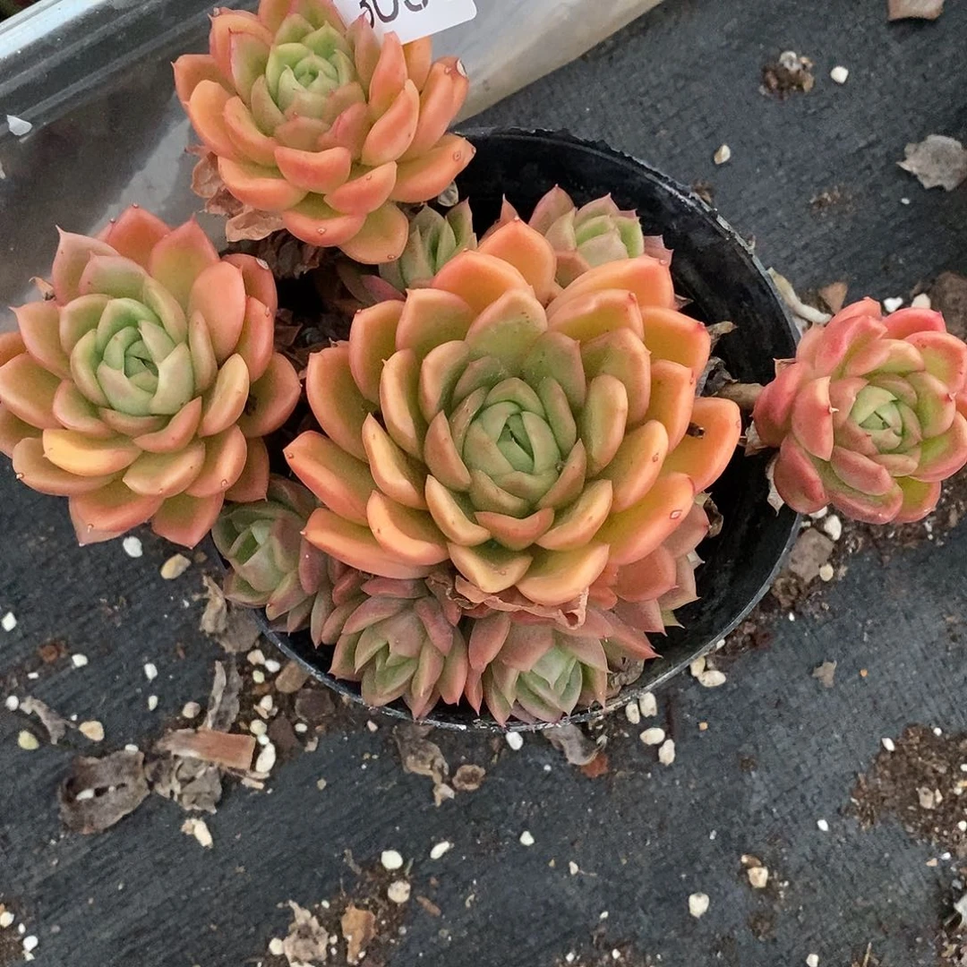 Y***。3031杂交老桩基地～12厘米