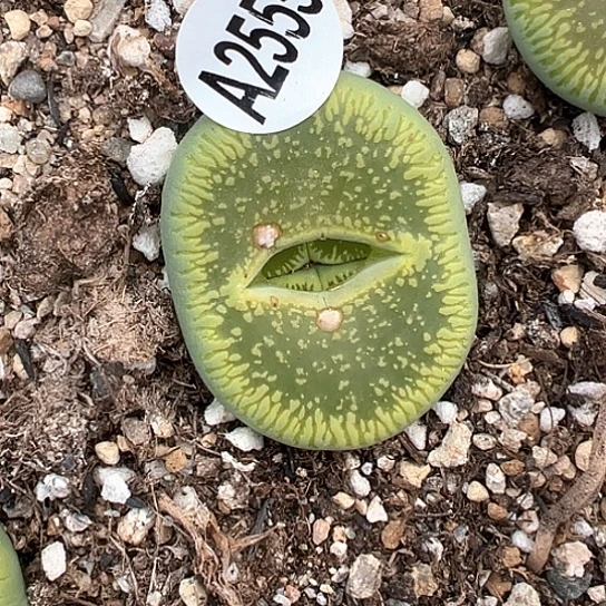 2555.绿光阳3.7公分