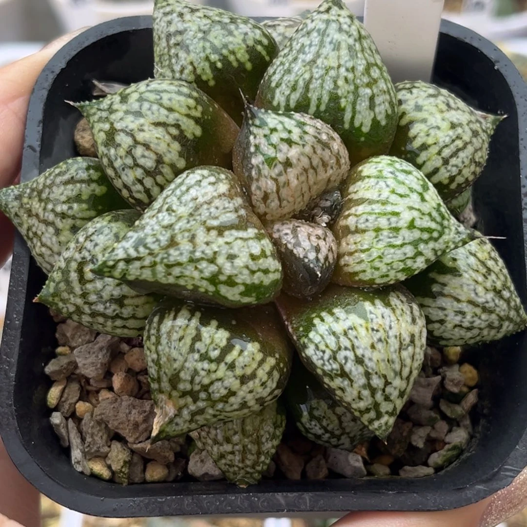 33丸叶白银十二卷多肉