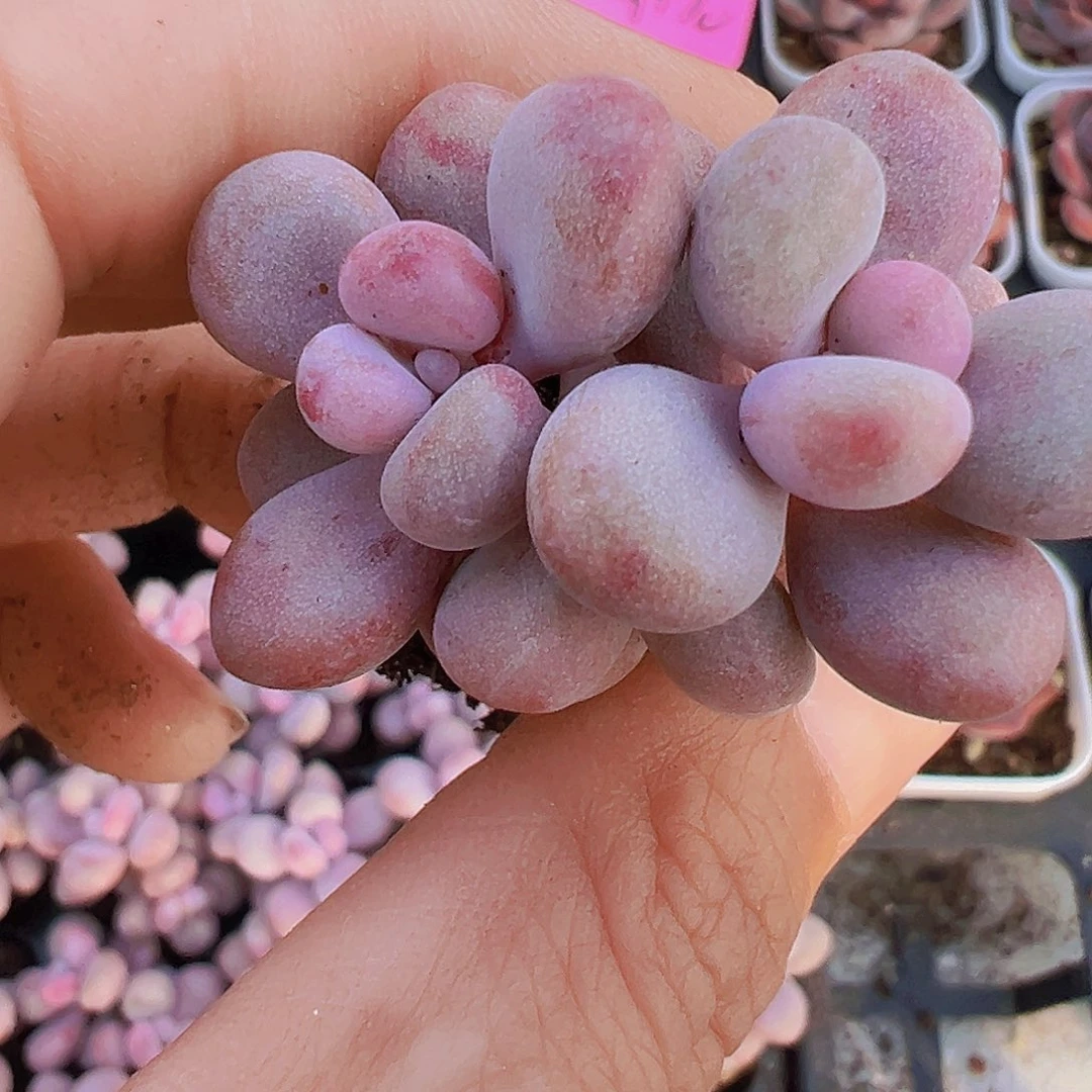 穴盘桃蛋11颗19包邮多肉