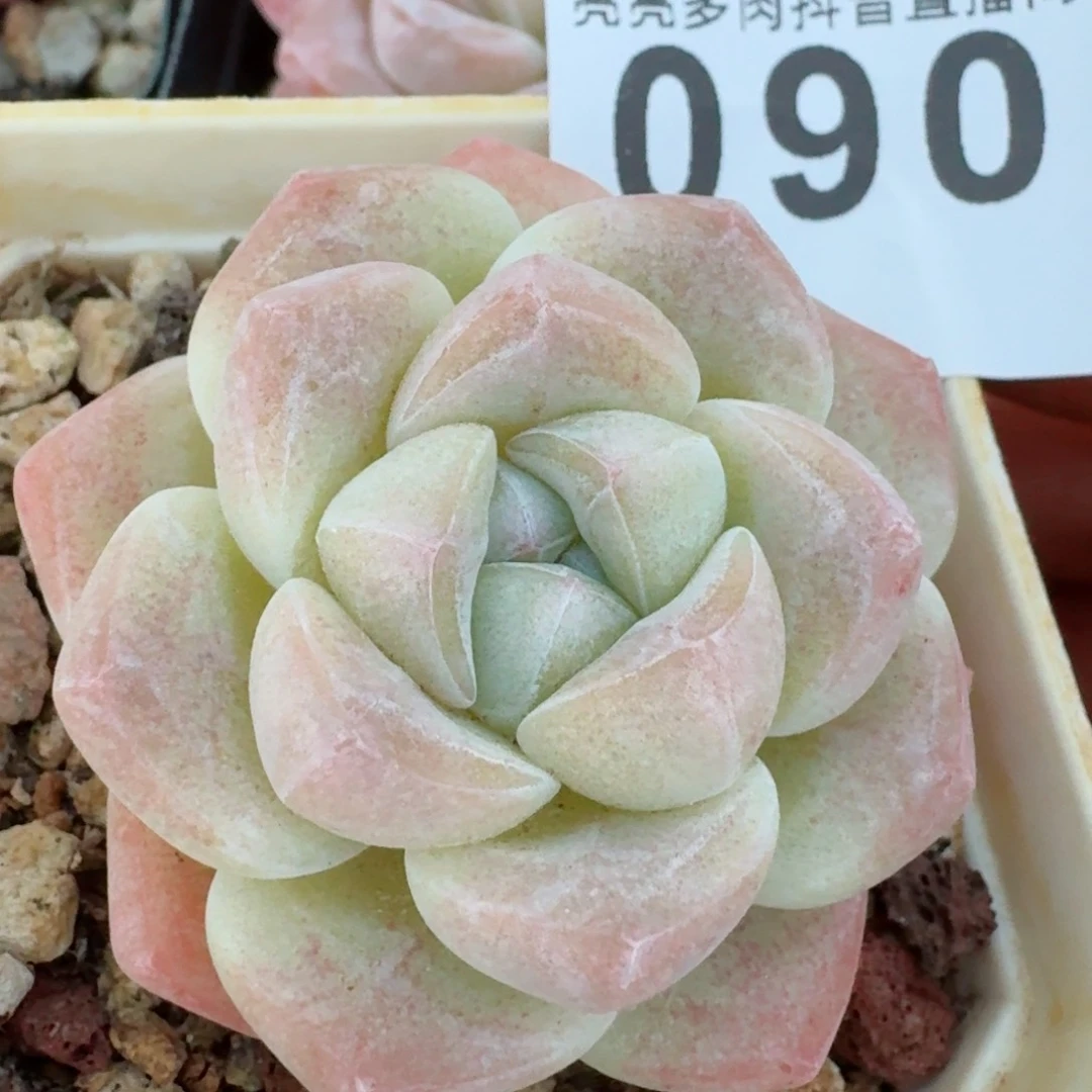 白底冰玉         多肉植物