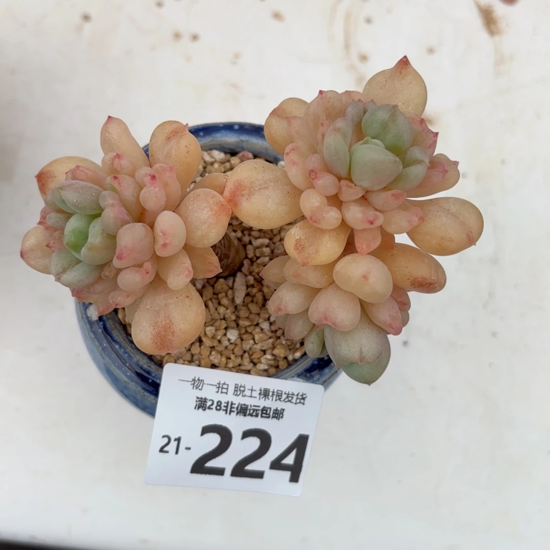 比尔盖茨老桩多肉多肉