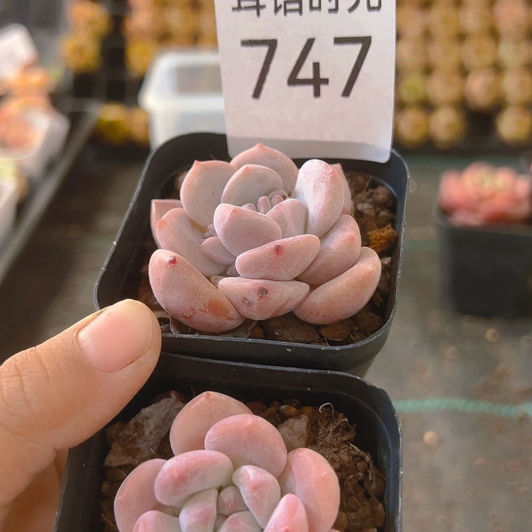 747op冰玉，一单两颗，带盆带土发货