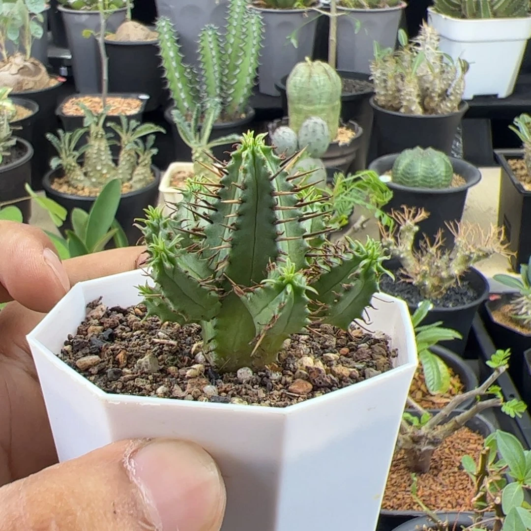 红刺麒麟大戟一物一拍脱土发