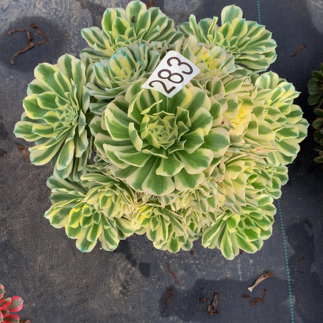 咖***啡法师多肉植物283迈巴赫