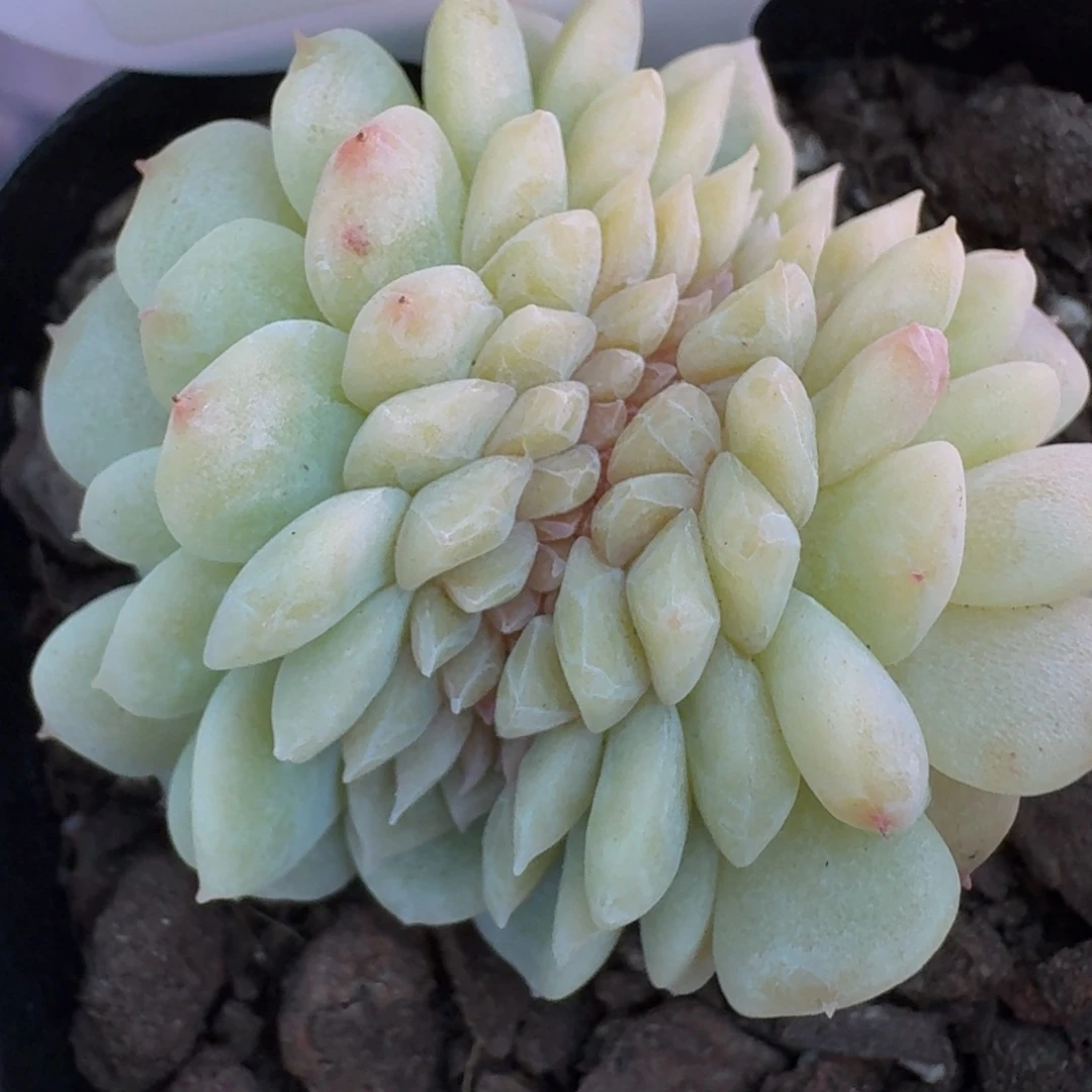 一***咪0215-2-荔枝缀