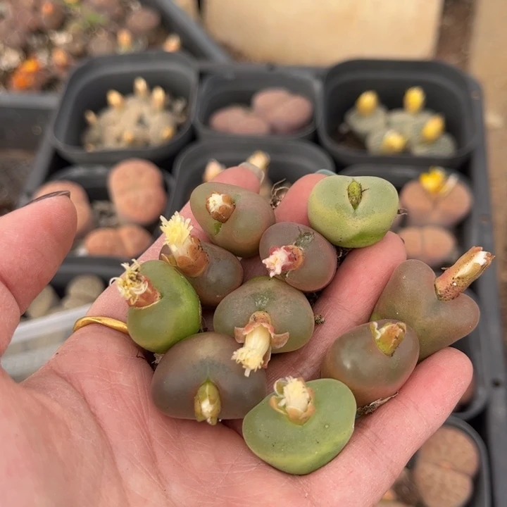 十颗毛毛888888888888