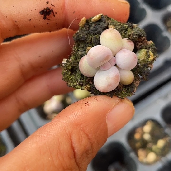 水光奶发3颗满18包邮