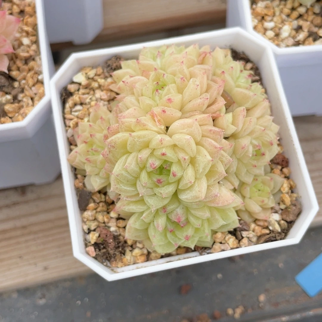 ?优选麦杆福利1148