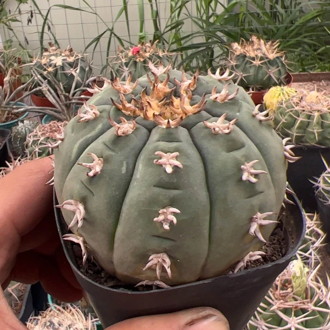 【闪购商品】实生仙人球