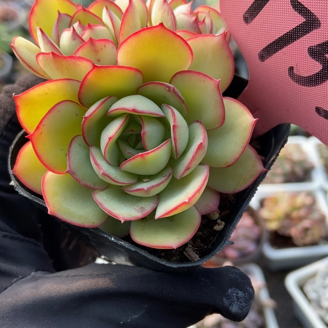 1755牡丹亭多肉植物