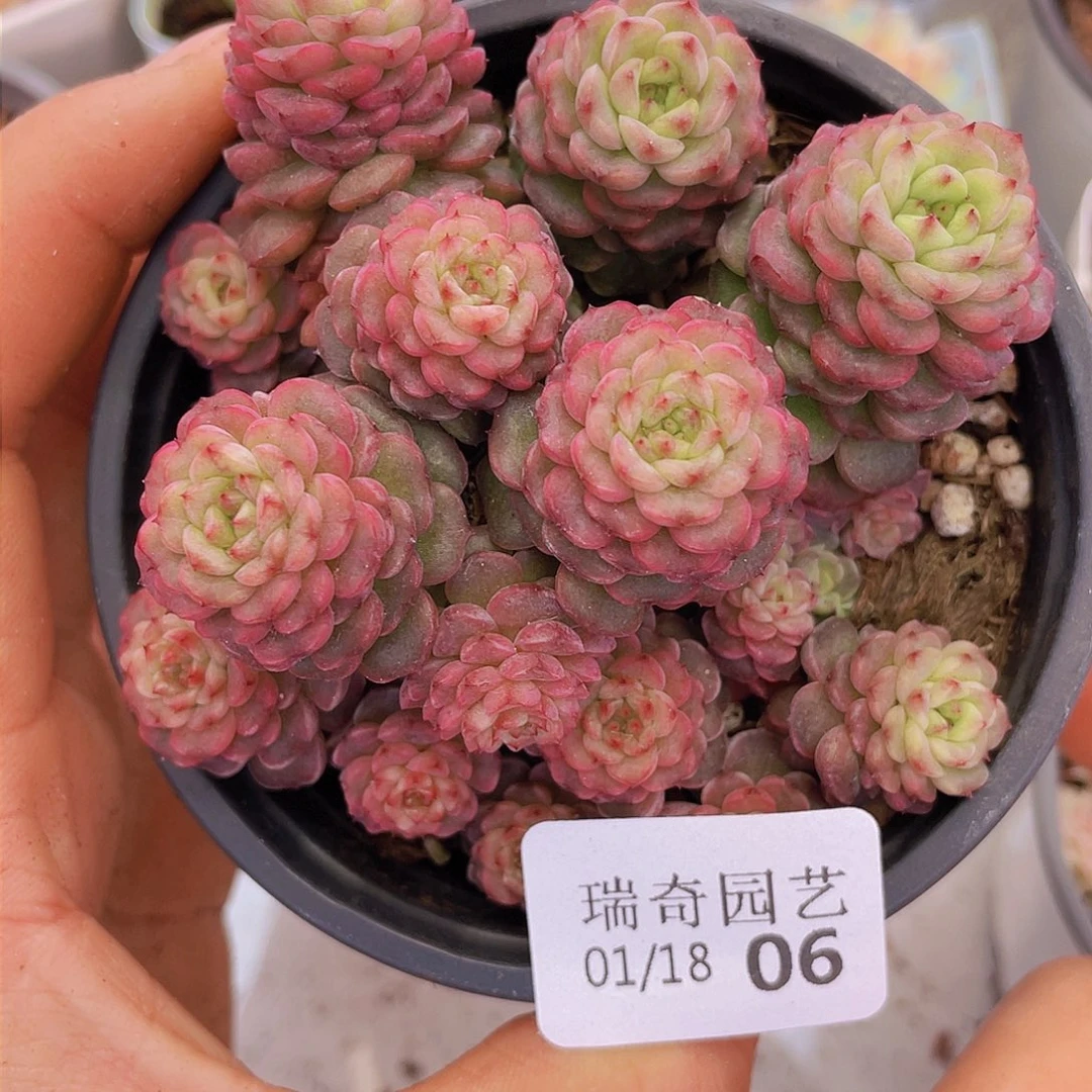 00000000000006一物一拍