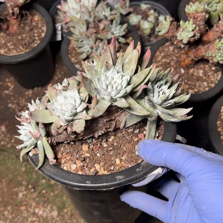 662哈哈哈哈哈哈哈哈哈