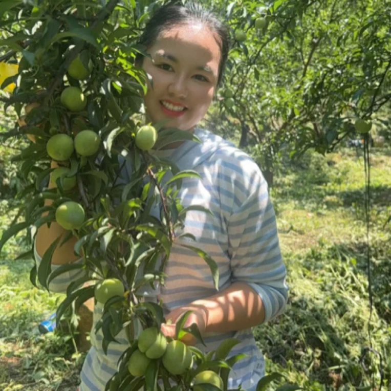 正宗贵州六马蜂糖李当季新鲜水果现摘现发顺丰空运礼盒装贵州省