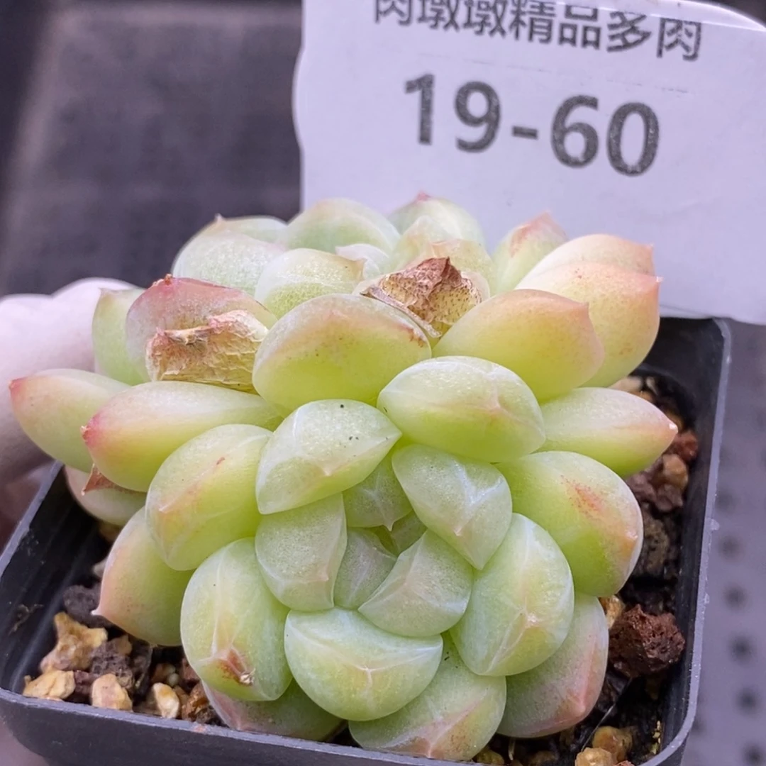 【闪购商品】19-60蜡像