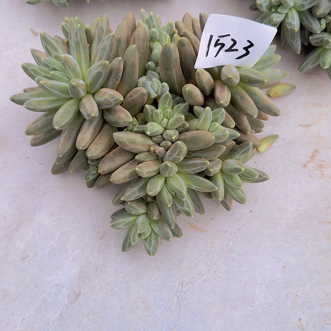 用***71523伊卡露思多肉植物