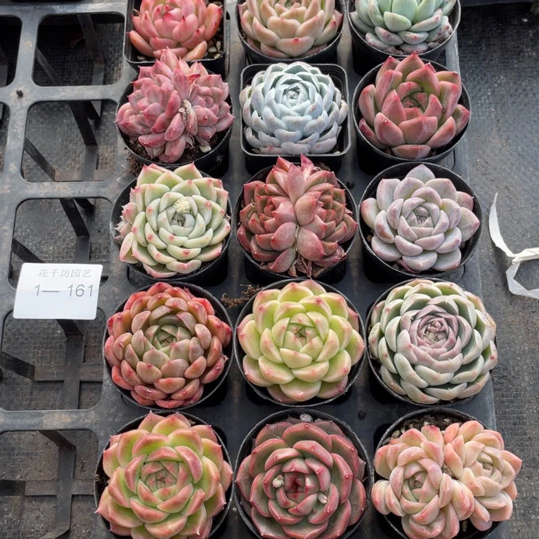 一物一拍18颗1-161