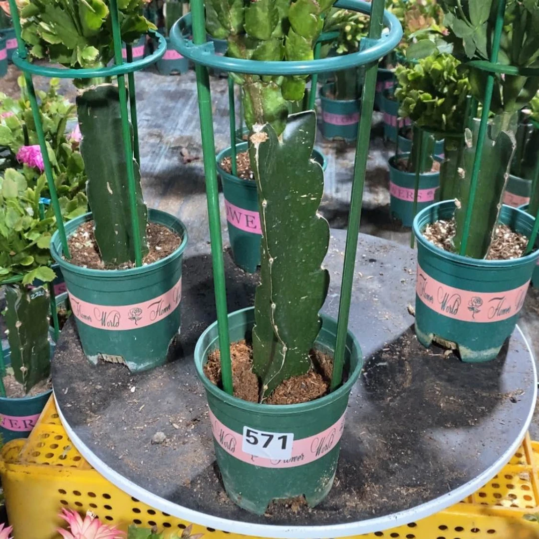 【闪购商品】完全开放优**你571嫁接037