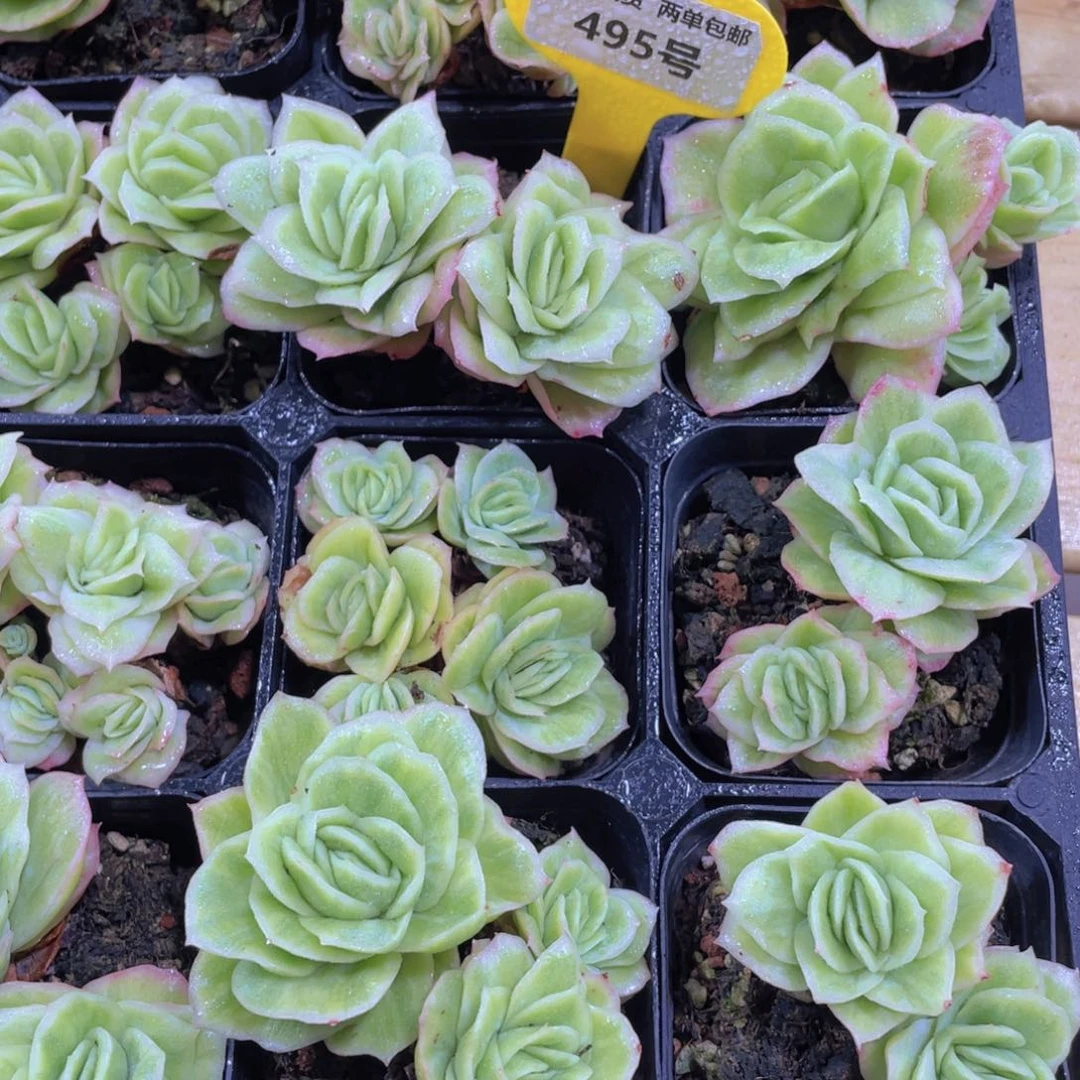 495号 拉丝锦冰玫瑰一个