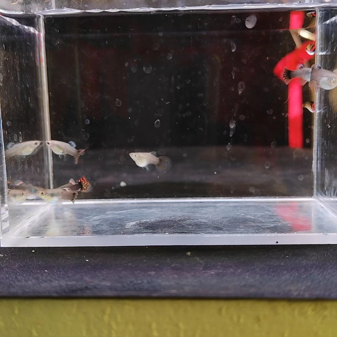 孔雀鱼编号5七彩龙鳞短球