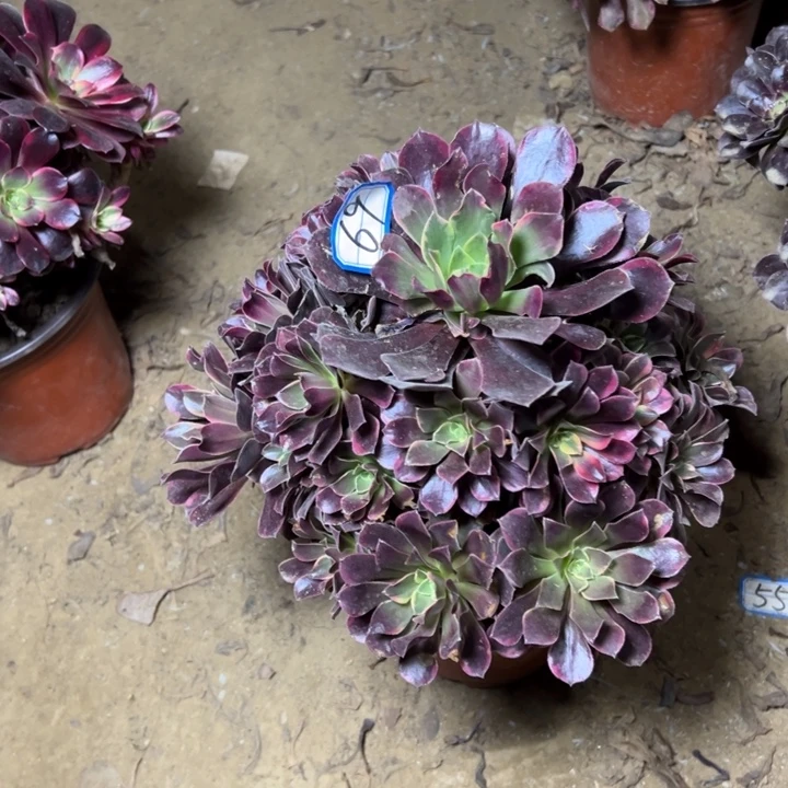 多肉植物金丝法师69