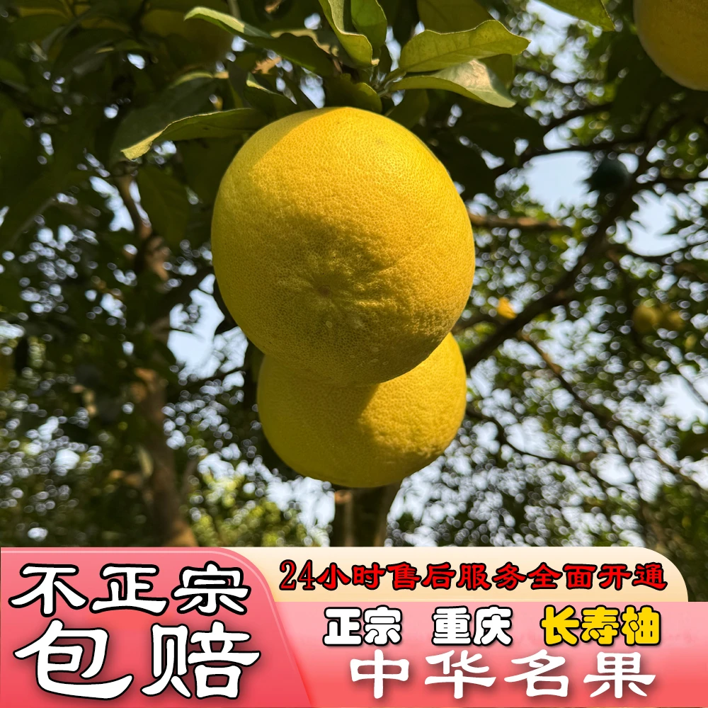 包邮【正宗重庆/长寿柚子】新鲜应季水果/现摘/细嫩/化渣/爆汁/纯甜