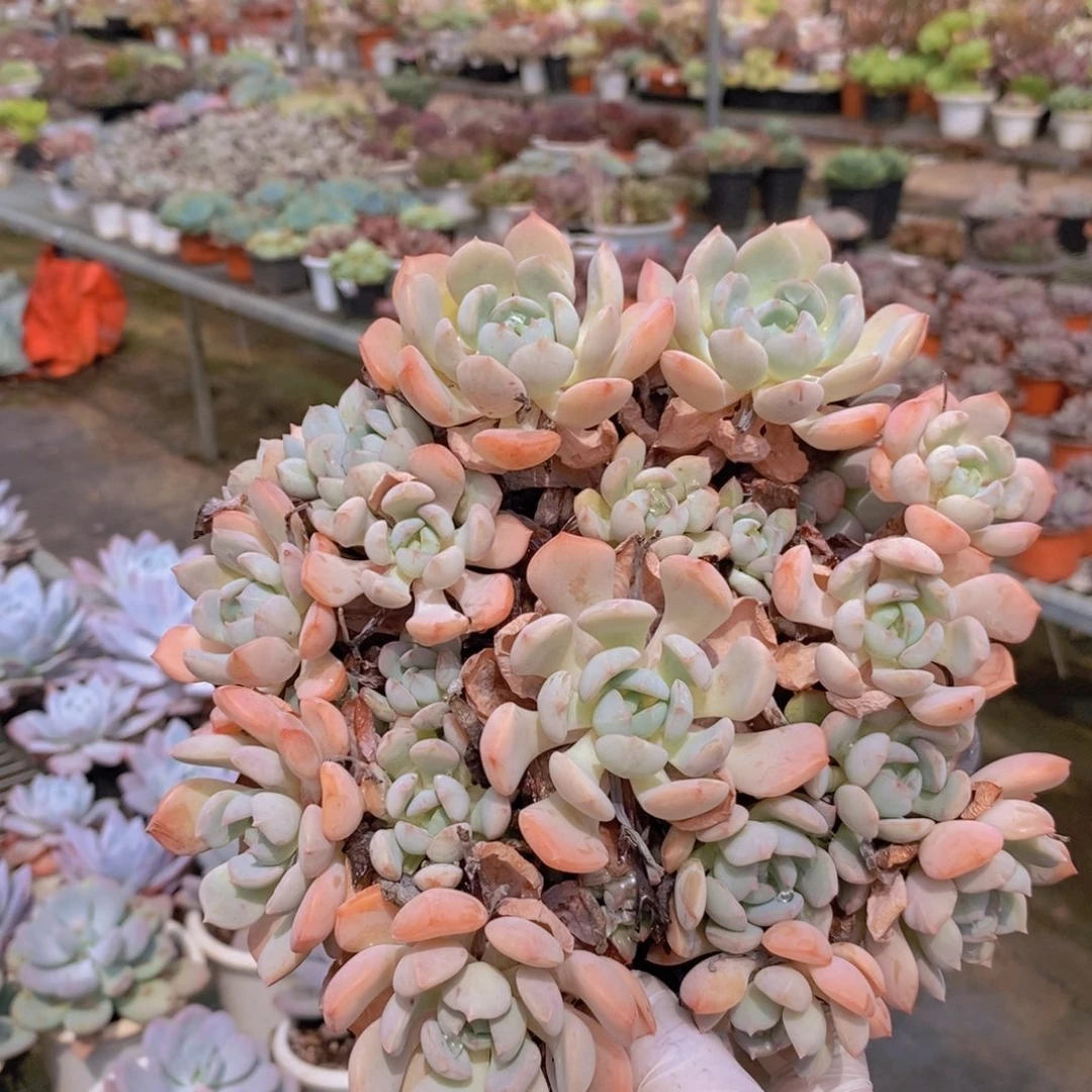 272蜜桃格林一物一拍