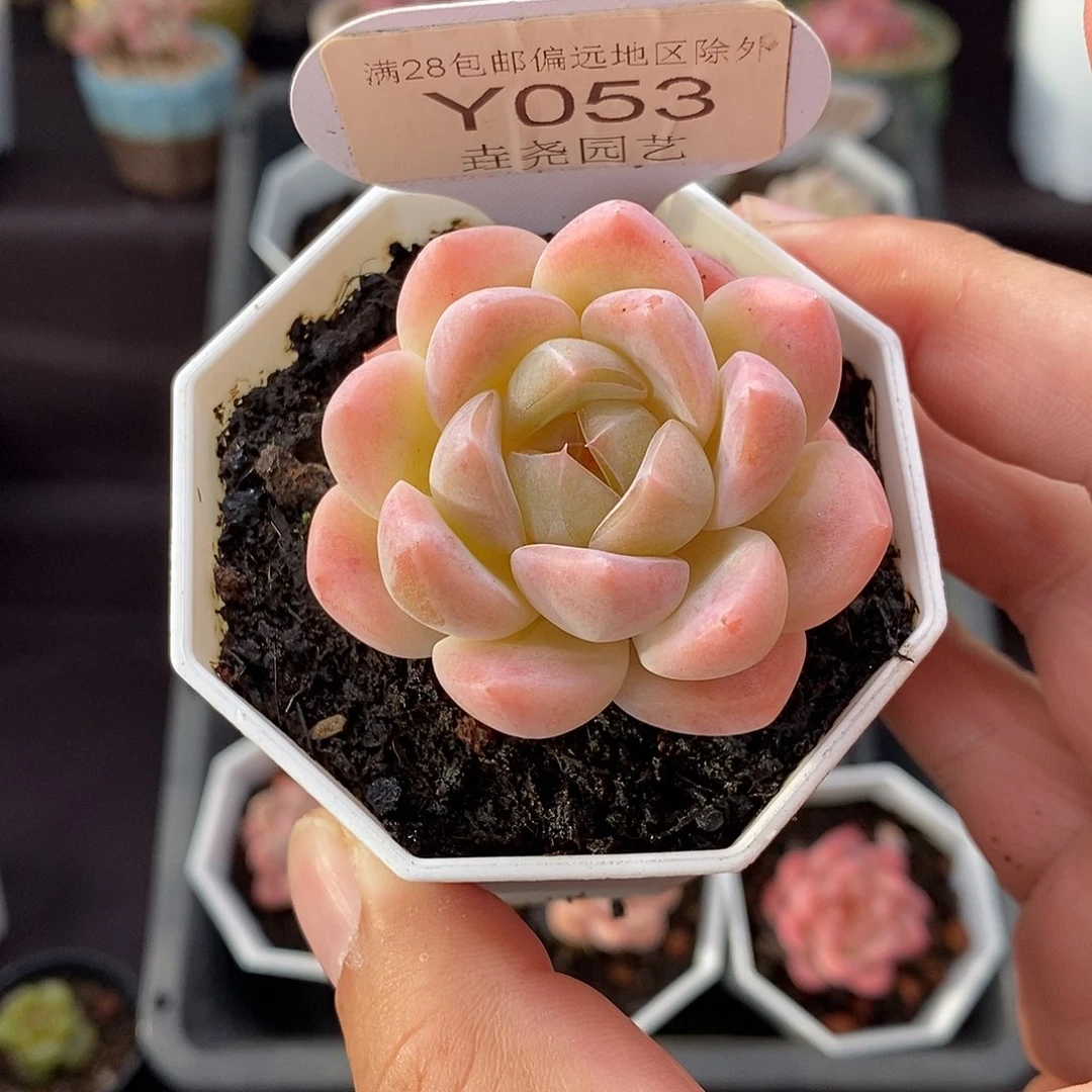 0053 星星橙  4.5cm