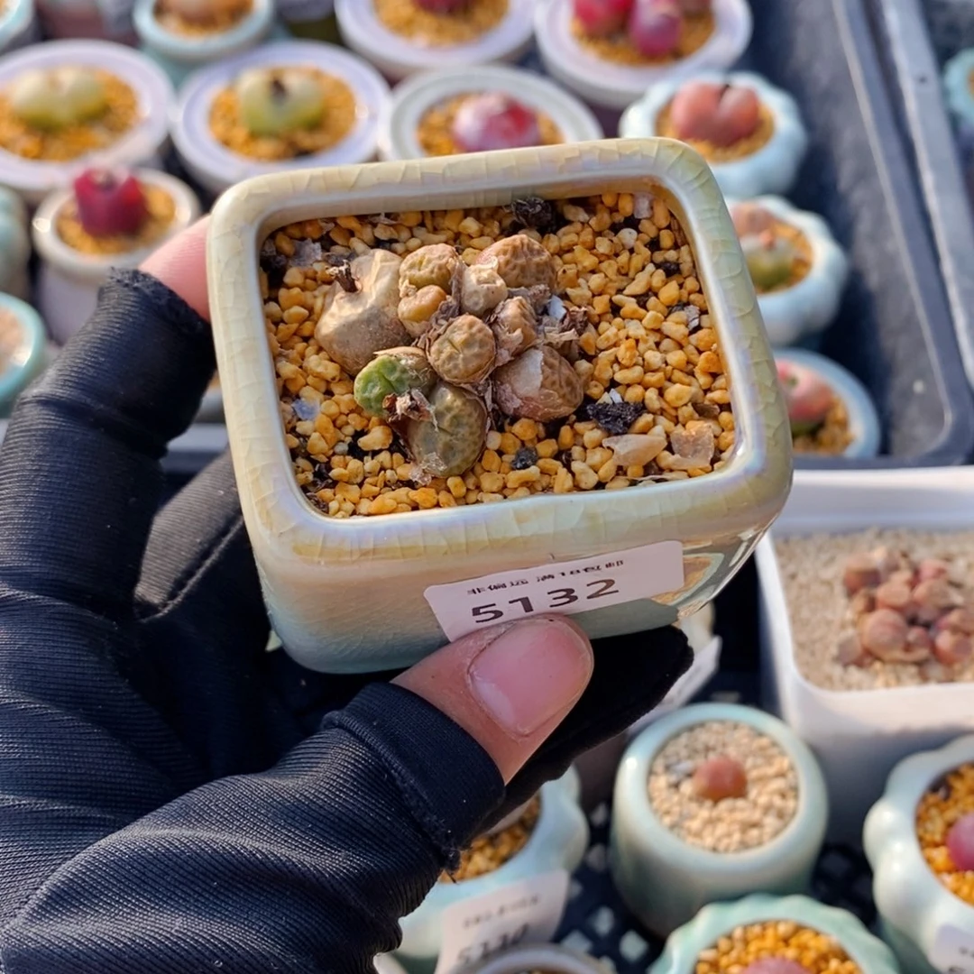 5132--一物一拍 带盆