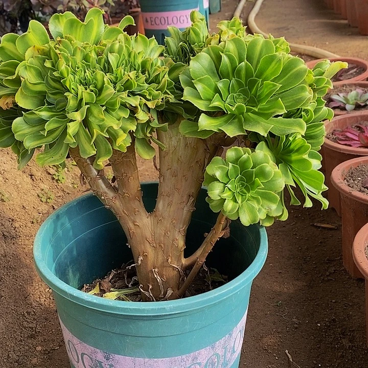 多肉植物保护研究所