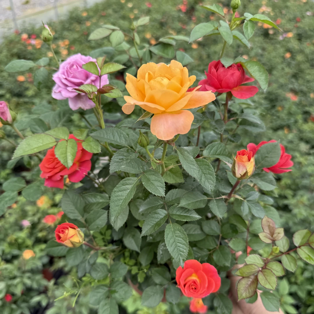【混色】180培育盆多品种2到3色颜色随机庭院阳台多季节开花带花苞