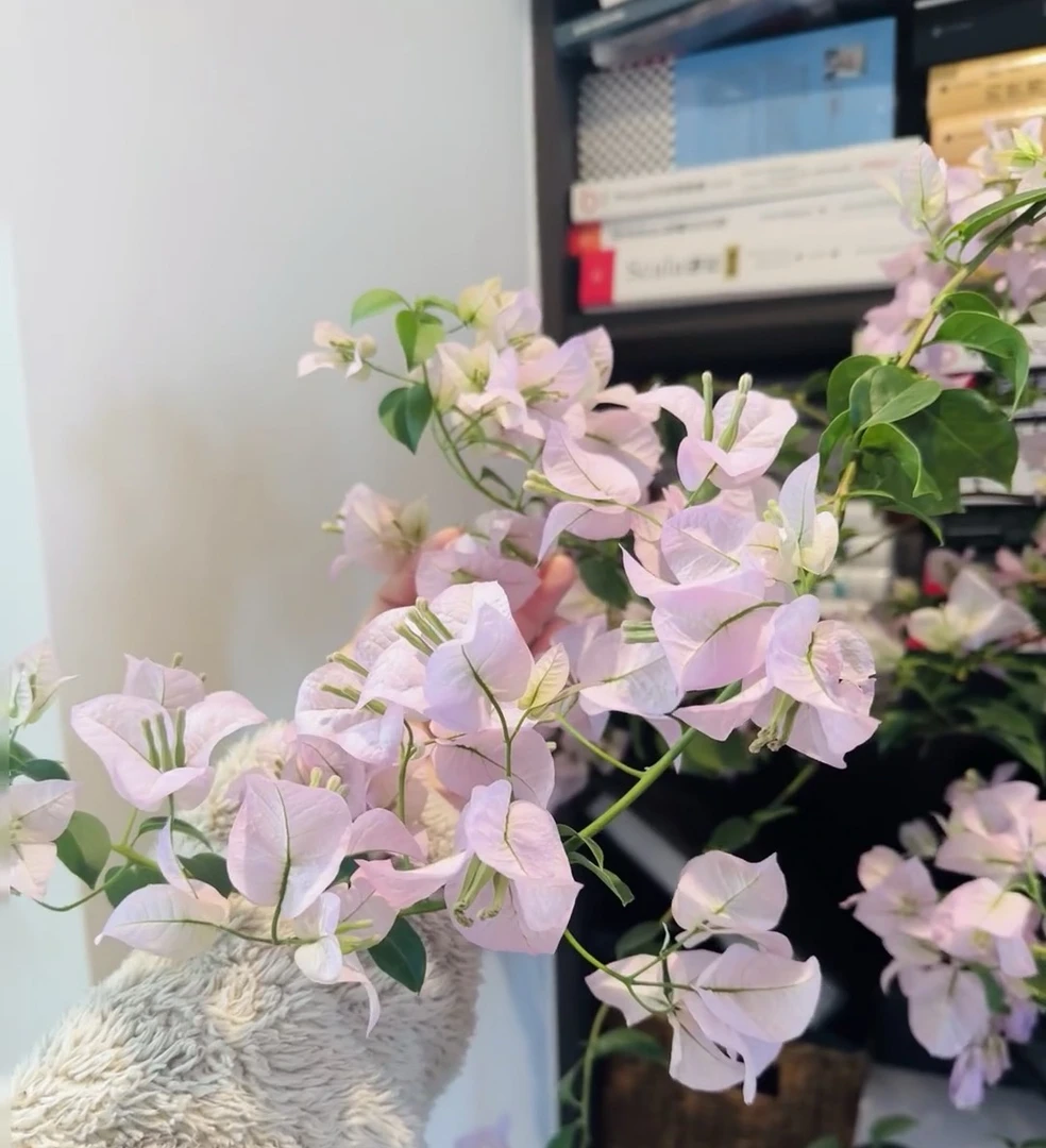 【苹果花】伊娃系列超勤花三角梅四季超勤花原盆基地直发带花易养