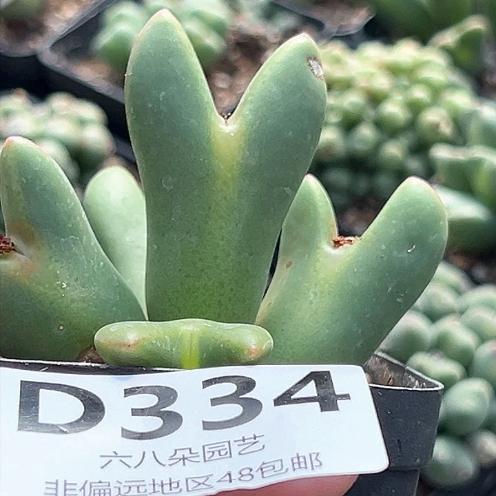 德*天特价大将1111111多肉