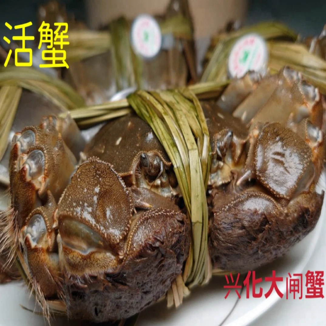 活蟹/兴化大闸蟹/母蟹/4.2两/1只