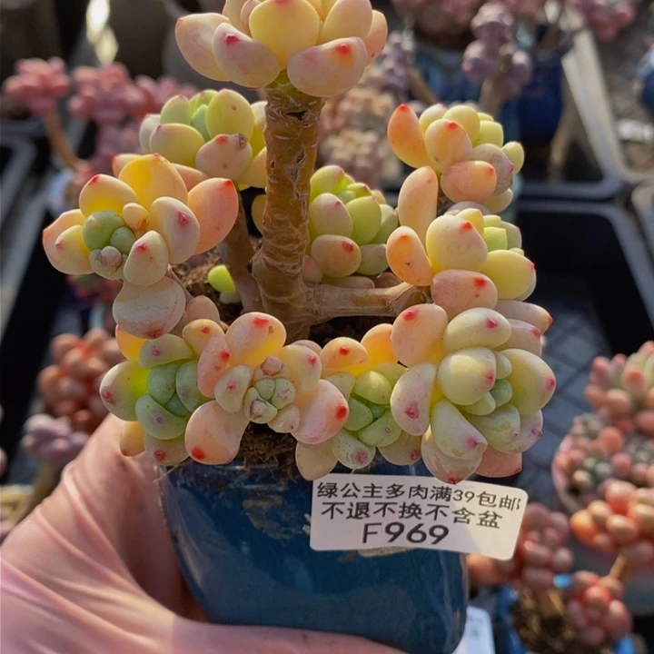 樱花罗琦老桩8cm969多肉植物