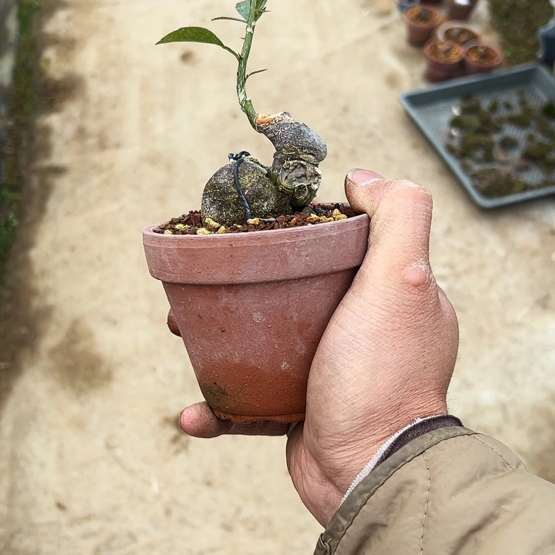 青**圆豆豆豆米开花满枝头