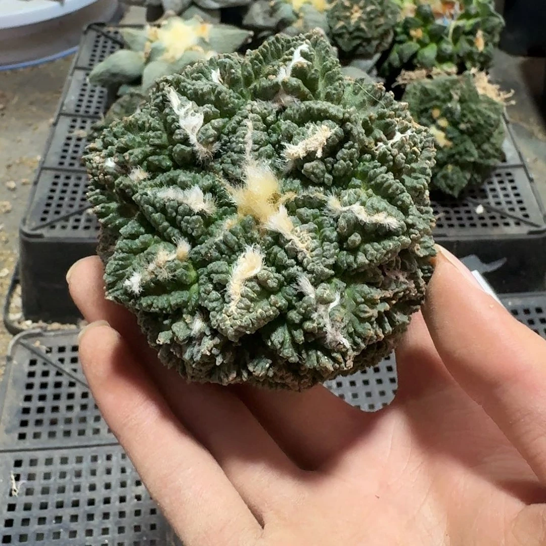 007号仙人球萝卜根