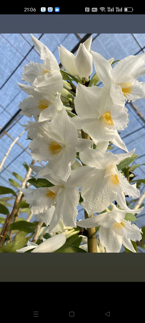 大花美丽石斛(花色漂亮)