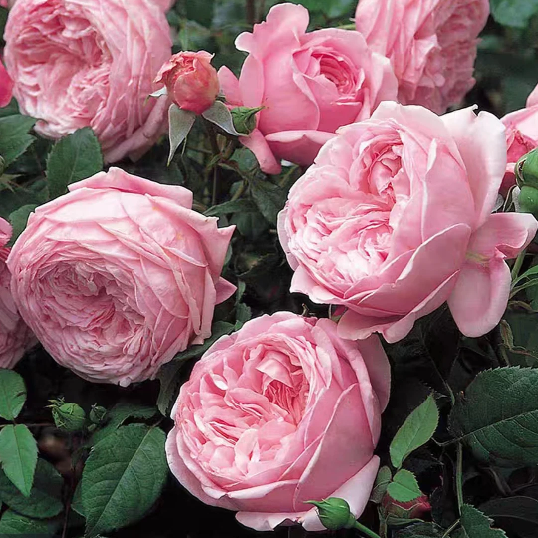 庭院多季浓香抗病包子大花盆栽花卉苗