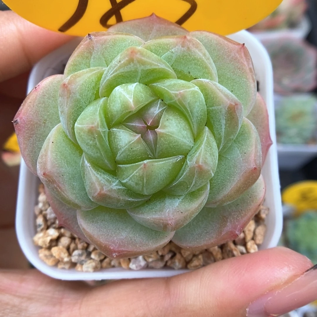 钻心珍妮可拍987号。