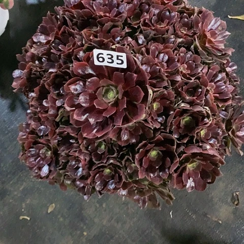 星*红玫瑰635脱土发货